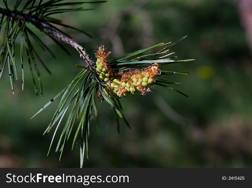 Spring conifer limb in a blurry background