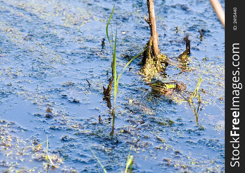 Green tree frog in a swamp