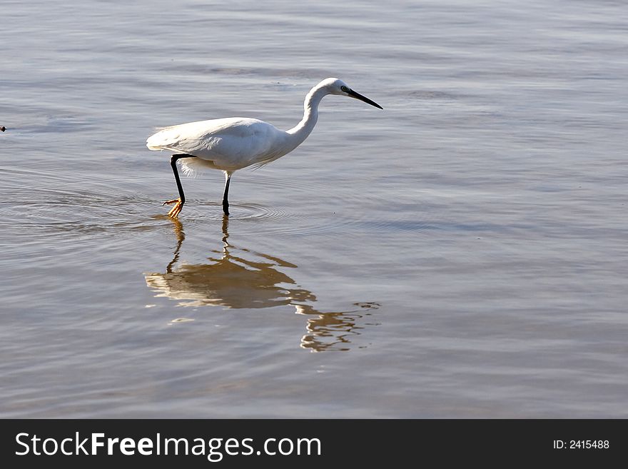 Egret Walking In The Water