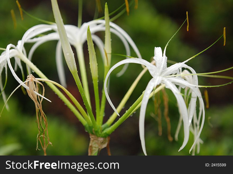 White color flowers and water droplet in the gardens