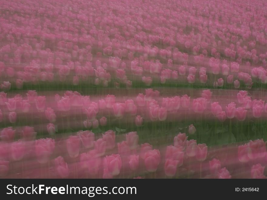 Pink dreamy tulips