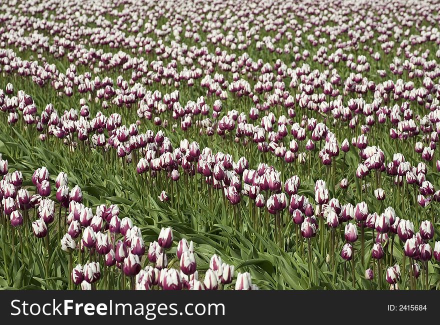 Rows of purple-white tulips. Rows of purple-white tulips