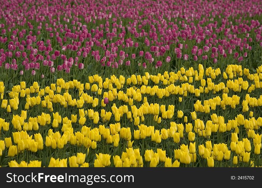 Rows of purple and yellow tulips. Rows of purple and yellow tulips