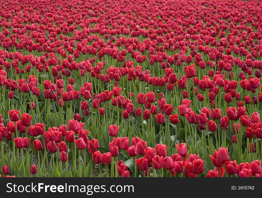 A field of red tulips