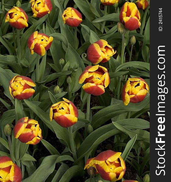 A close up (from above) of yellow-red tulips