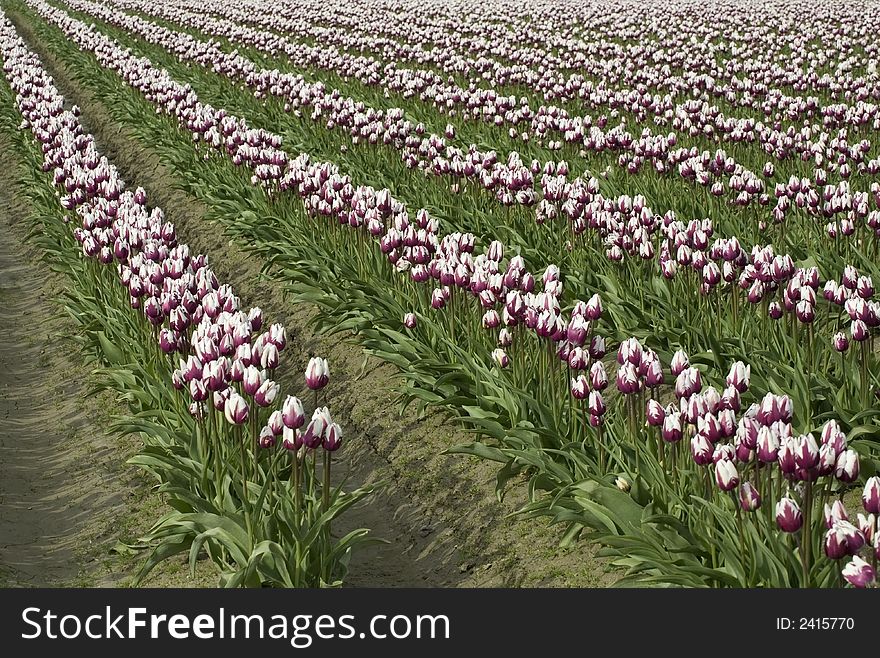 Rows of purple-white tulips. Rows of purple-white tulips