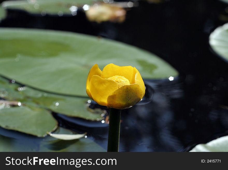 Nuphar lurea or brandy-bottle or candock or yellow water  lily or water-bean