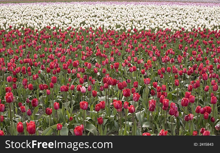 A field of red, white and pink tulips. A field of red, white and pink tulips