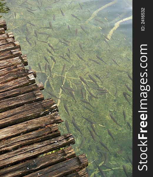 Forest lakes. Plitvicka jezera. Croatia.