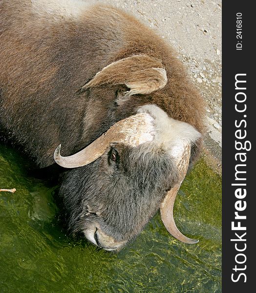 Portrait of Musk-ox in its enclosure. Portrait of Musk-ox in its enclosure