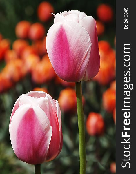 Two red tulips on natural flower's background