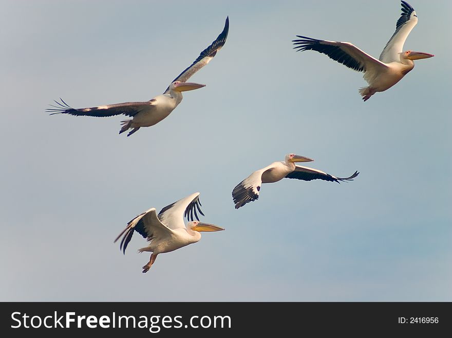 Flying flock of pelican in cloudy sky. Flying flock of pelican in cloudy sky