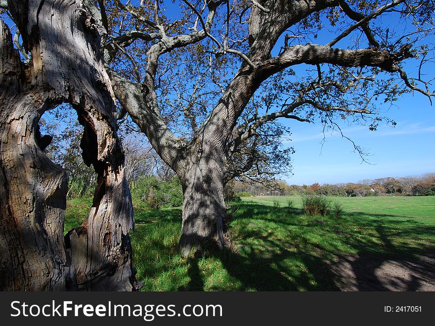 Old gnarly tree with character hole. Old gnarly tree with character hole