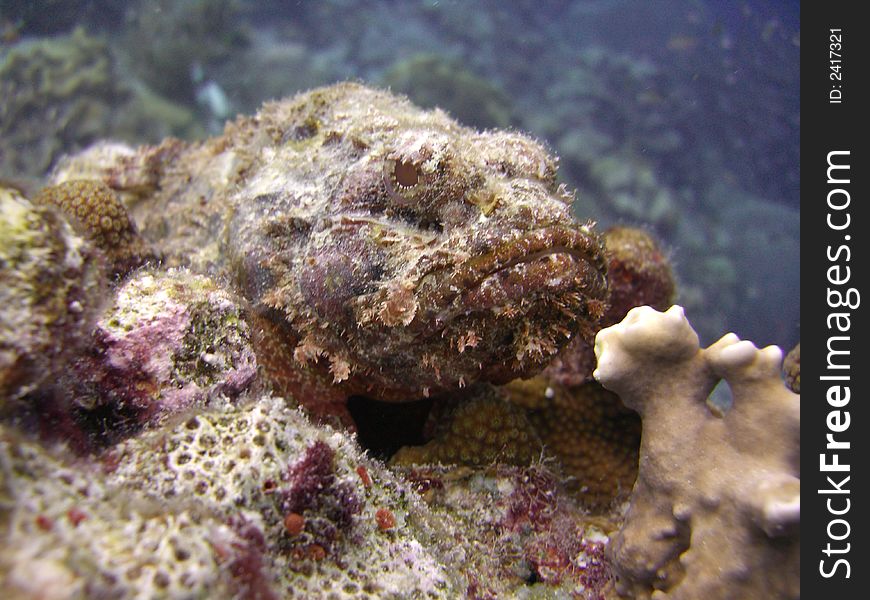 This tropical poisonous Scorpion fish rests on top of a coral reef in the Caribbean.