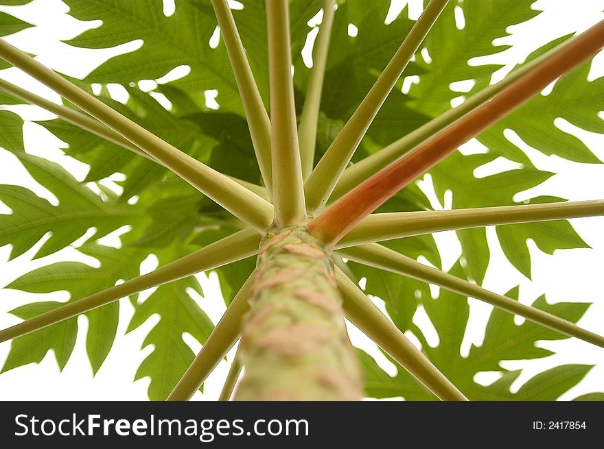A view of papaya trunk tree from below. A view of papaya trunk tree from below.