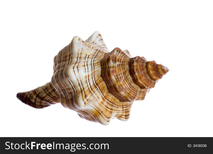 Spiral shell isolated on white