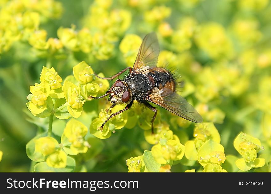 Close - up of fly on yellow flowers.