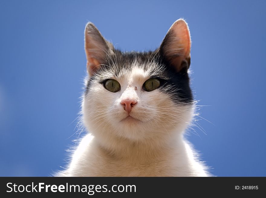 Cat - sky background, Photo in the nature