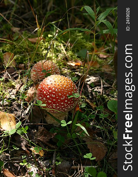 Mushroom Amanita muscaria in the forest