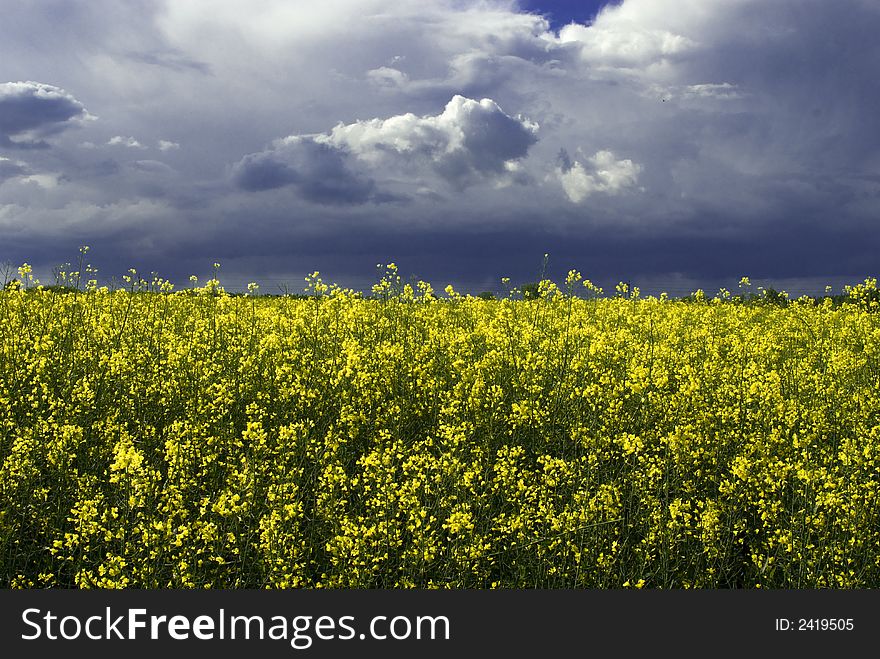 Landscape white yellow rape and blue sky