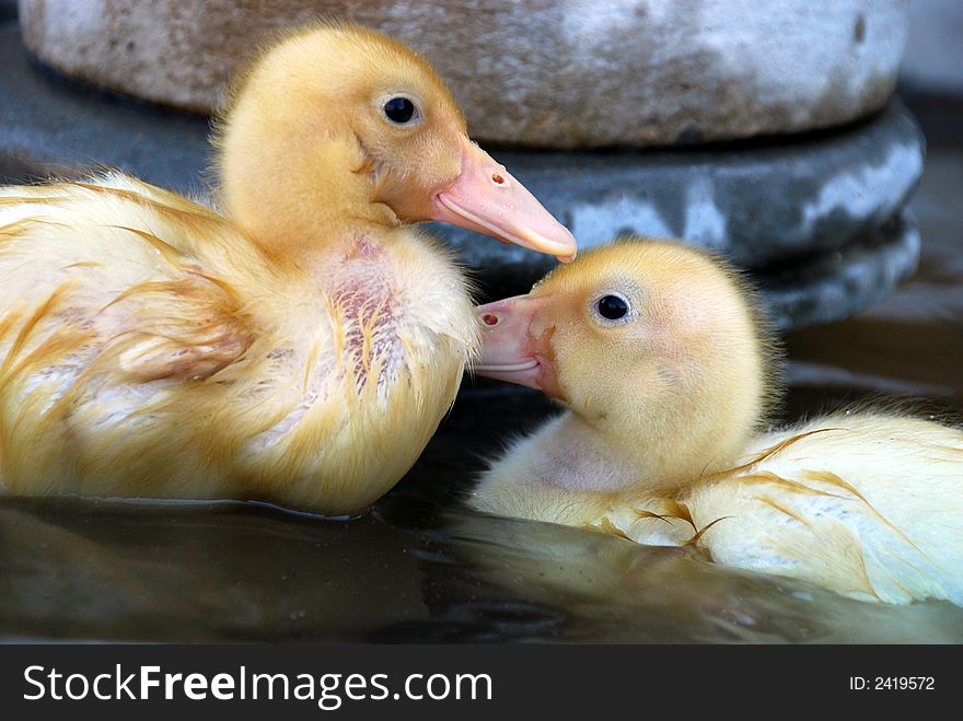 Pair of fuzzy yellow ducklings swiming in a water fountain. Pair of fuzzy yellow ducklings swiming in a water fountain.