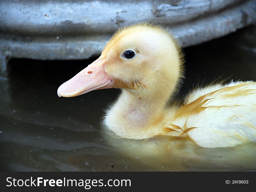 Young fuzzy yellow duckling swimming in a water fountain.