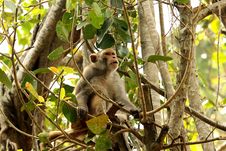 Monkey On Tree Royalty Free Stock Photos