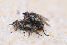Two Flies Mating Royalty Free Stock Photography