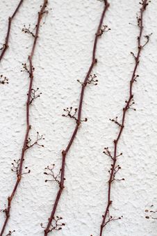 Dry Ivy Climbing Wall Royalty Free Stock Photo Dry Ivy Climbing Wall Royalty Free Stock Photo
