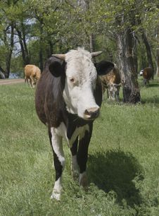 A Cow Grazing In A Forest Stock Images