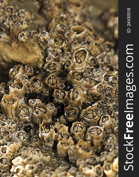 Macro view of a colony of barnacles on a beach rock.