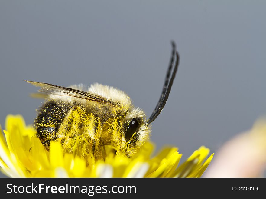 Close view of a long horned bee on a flower.