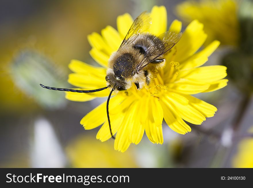 Close view of a long horned bee on a flower.