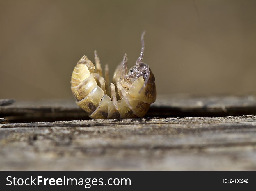 Close view of a upside down pill bug on the nature.