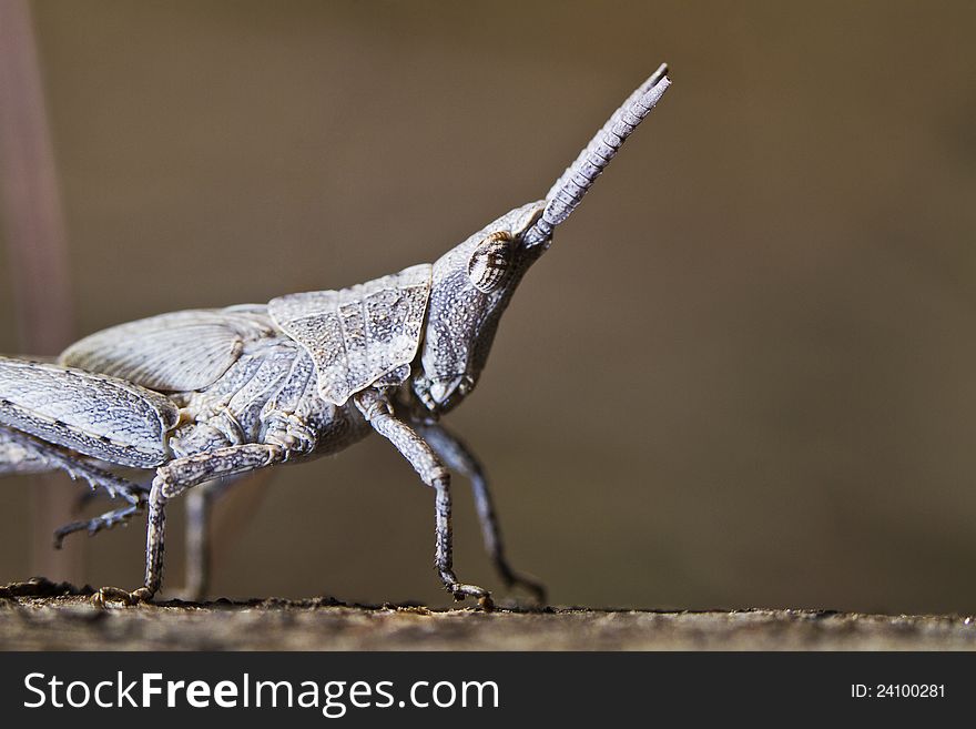 Close view of a very tiny grasshopper.