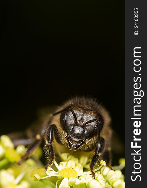 Close view of a honey bee on top of a flower.