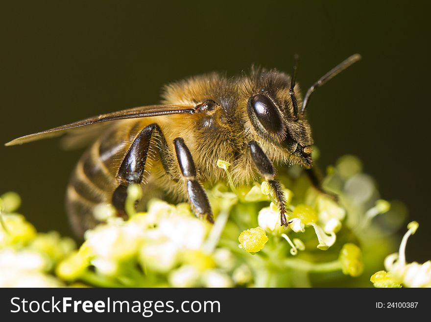 Close view of a honey bee on top of a flower.