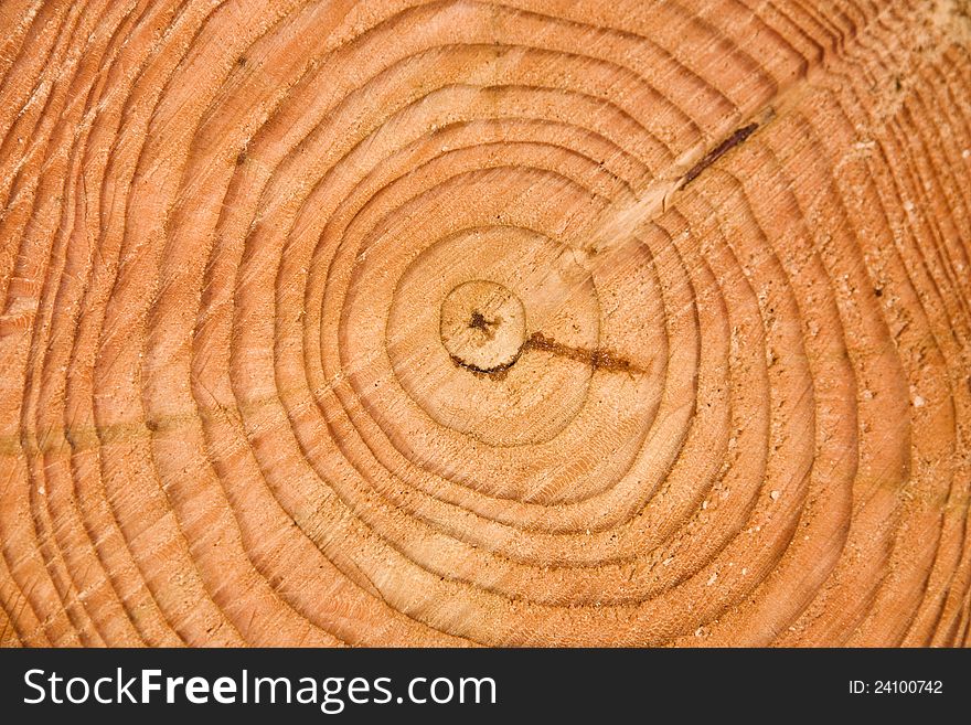 Cross section of tree trunk with annual rings. Cross section of tree trunk with annual rings