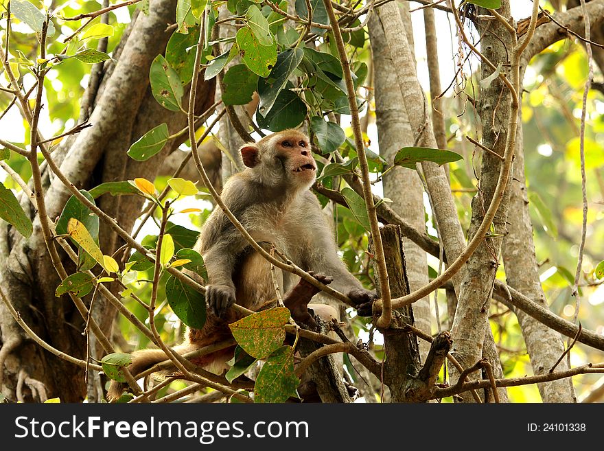 Asian monkey perched on tree. Asian monkey perched on tree