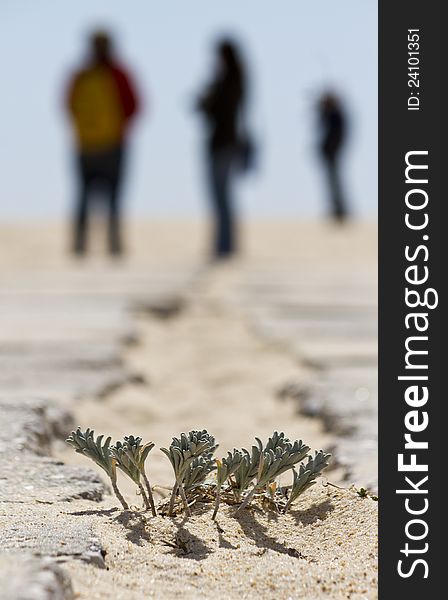 Close view of beach dune flora in Portugal, Europe.