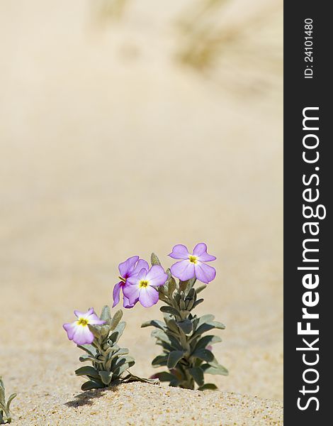 Close view of beach dune flora in Portugal, Europe.