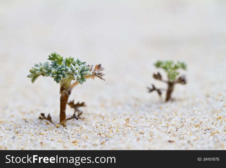 Close view of beach dune flora in Portugal, Europe.