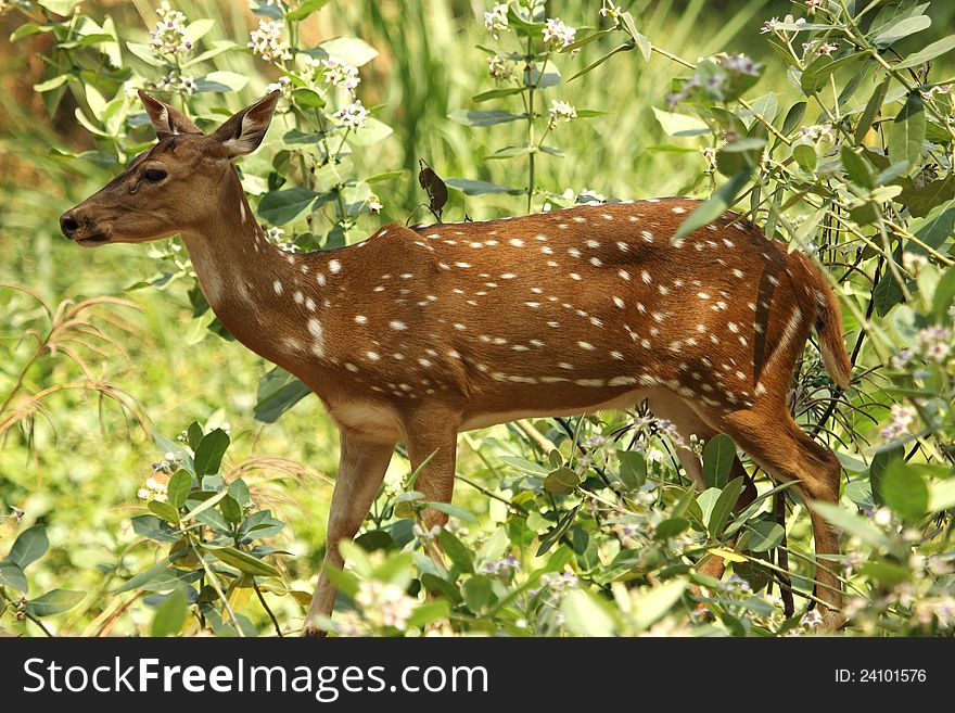 Spotted deer in the forest