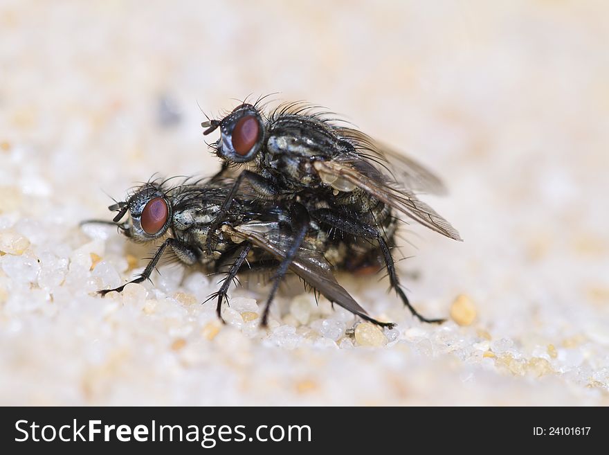 Two flies mating
