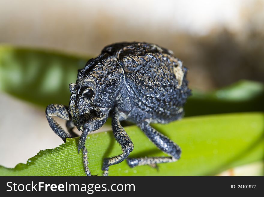 Close up view of the snout beetle bug.