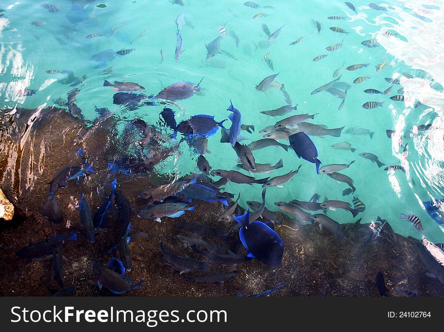 Tropical fishes in the caribbean sea of mexico