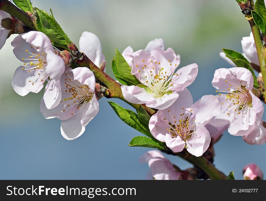 A peach tree blossoms in early spring.