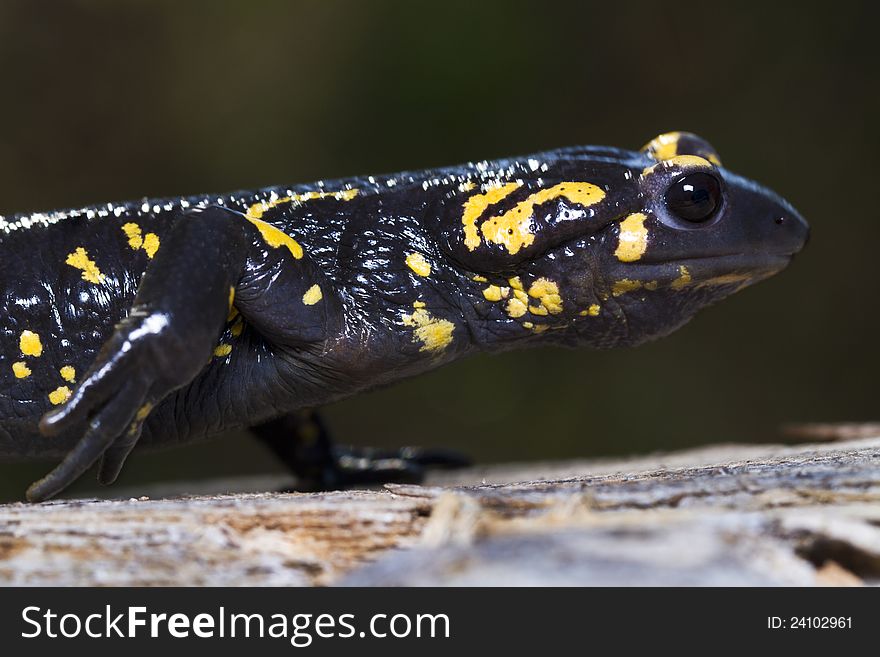 Close up view of a fire salamander in the nature.