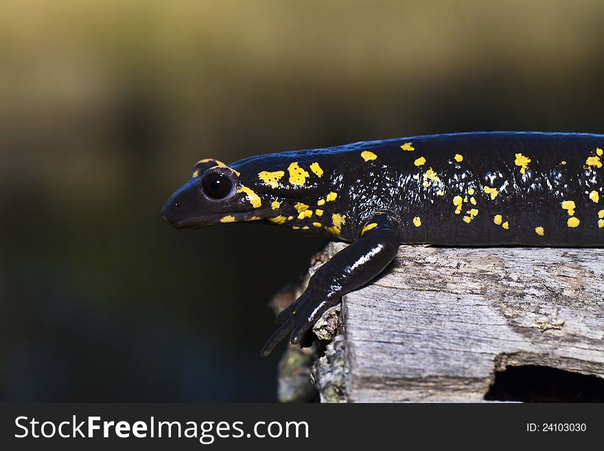 Close up view of a fire salamander in the nature.