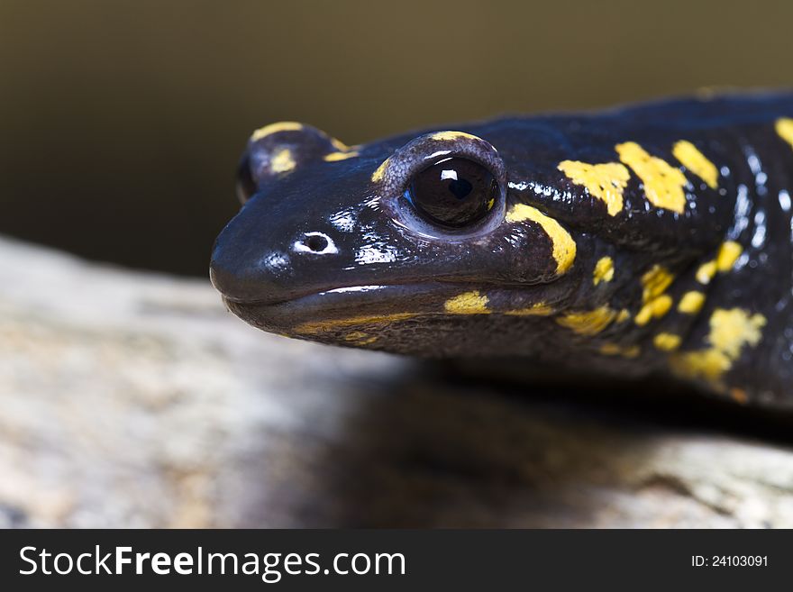 Close up view of a fire salamander in the nature.